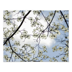 Foto Flores de cornejo y cielo azul