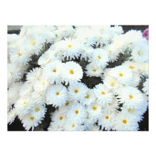 Foto Flores de crisantemo blanco