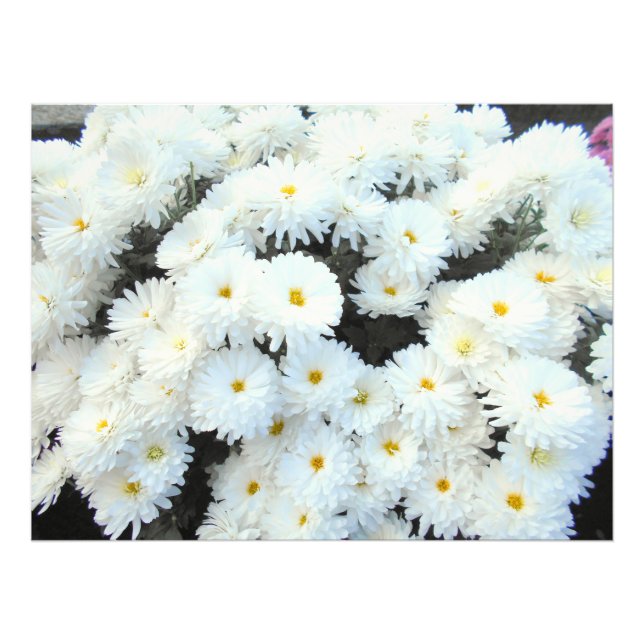 Foto Flores de crisantemo blanco (Frente)