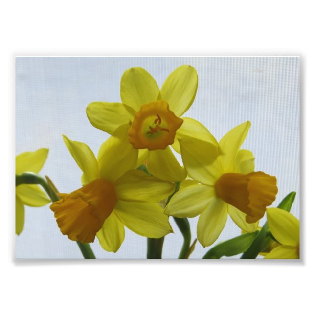 Foto Flores de Daffodil Amarillo Sunny (Frente)
