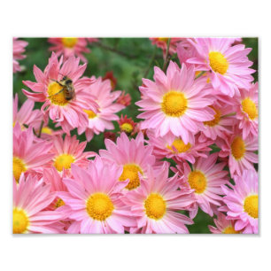 Foto Flores De Daisy Y Bebé De Bumble Rosa 8x10