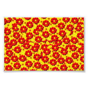 Foto Flores de dalia rojas y amarillas