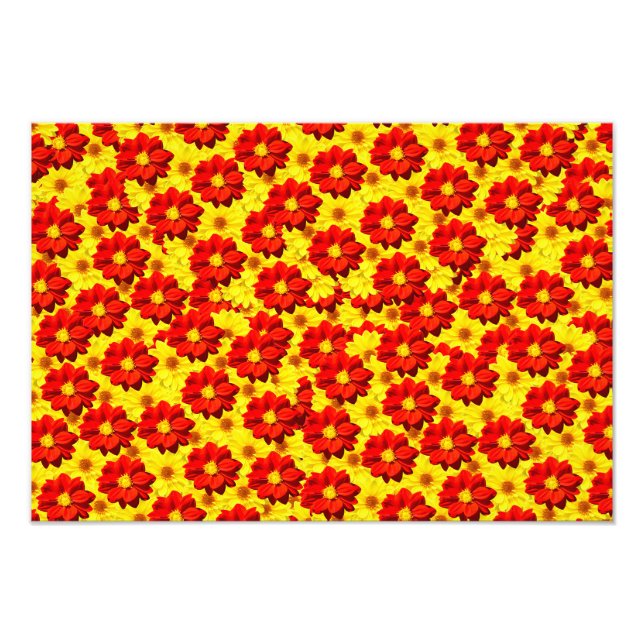Foto Flores de dalia rojas y amarillas (Frente)