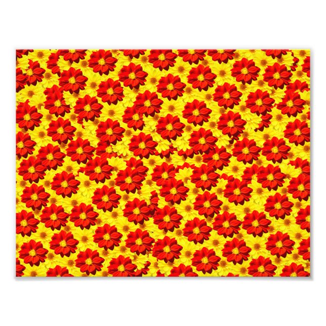 Foto Flores de dalia rojas y amarillas (Frente)