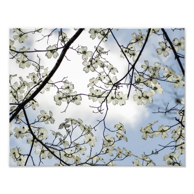 Foto Flores de dogwood y cielo azul (Frente)