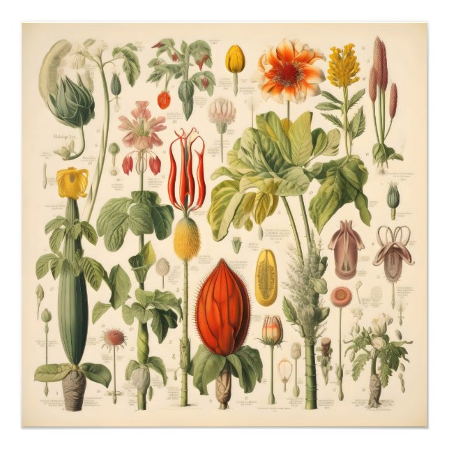 Foto Flores de época (Frente)