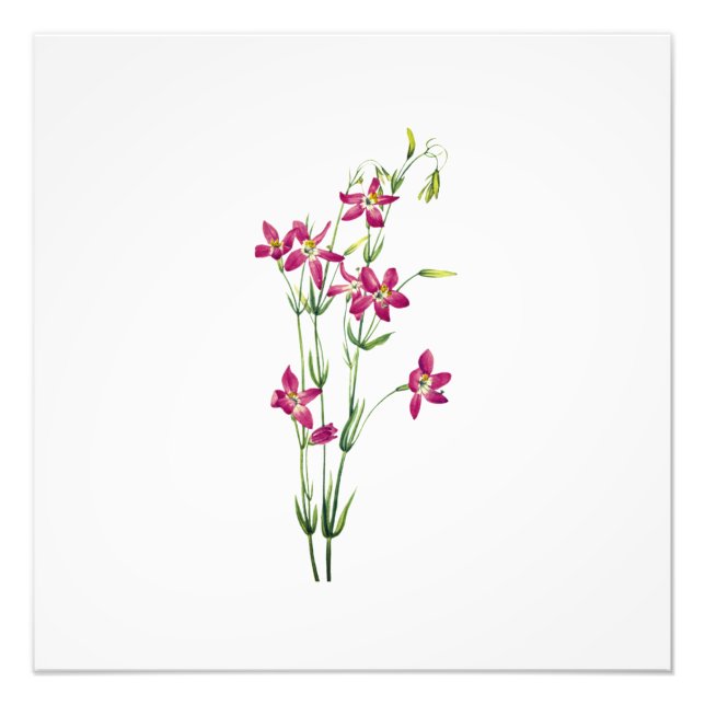 Foto Flores de época - Centaurium por Mary Vaux Walcott (Frente)