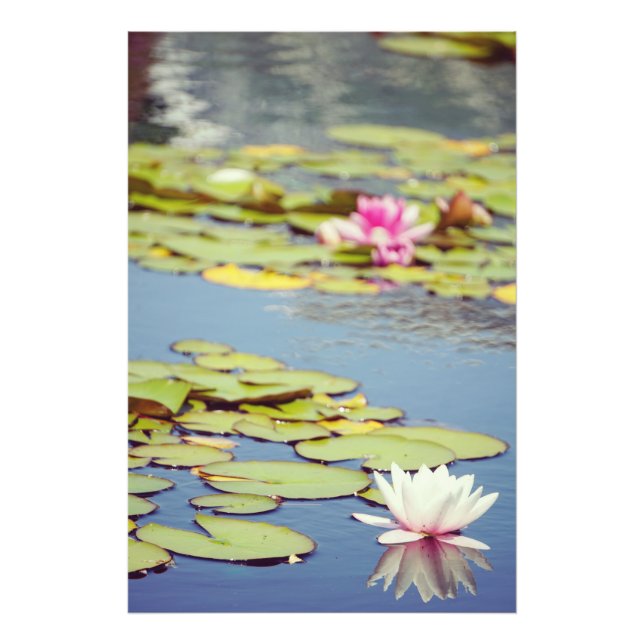 Foto Flores de estanque de lirios (Frente)