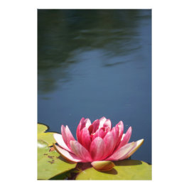 Foto Flores de estanque de lirios