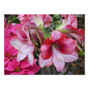 Foto Flores de feriado rojo de Amaryllis y Poinsettia