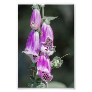 Foto Flores de Foxglove