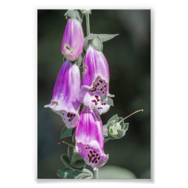 Foto Flores de Foxglove (Frente)