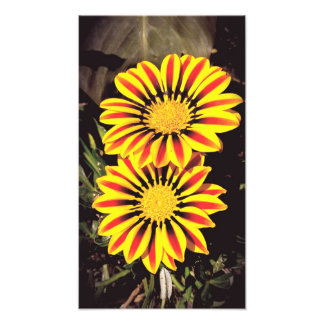 Foto Flores de Gazania en plena floración