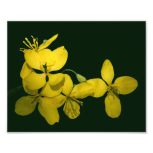 Foto Flores de geranio salvaje amarillo 8x10