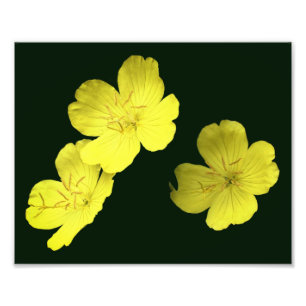 Foto Flores de geranio salvaje amarillo flotante 8x10