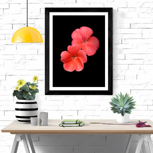 Foto Flores de geranio vibrantes