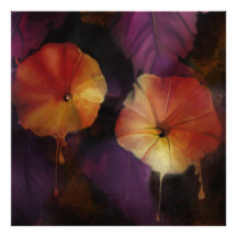 Flores de gloria matutina