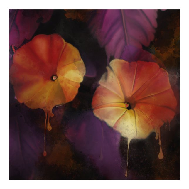 Foto Flores de gloria matutina (Frente)