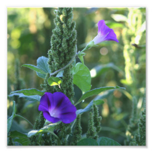 Foto Flores de gloria salvajes moradas 8x8