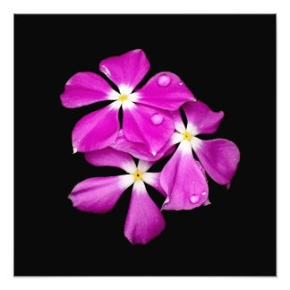 Foto 'Flores de guijarros perdidas tras la lluvia'