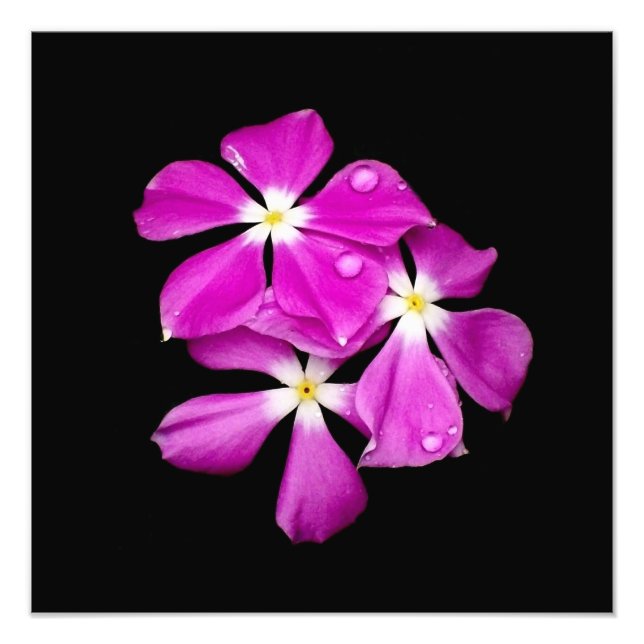 Foto 'Flores de guijarros perdidas tras la lluvia' (Frente)