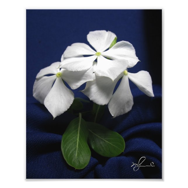 Foto Flores de helicóptero (Frente)