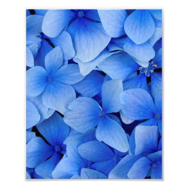 Foto Flores de hidrangea azul (Frente)