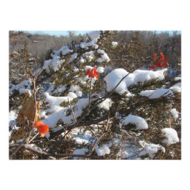 Foto "Flores de invierno"