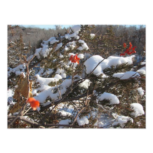 Foto "Flores de invierno" (Frente)