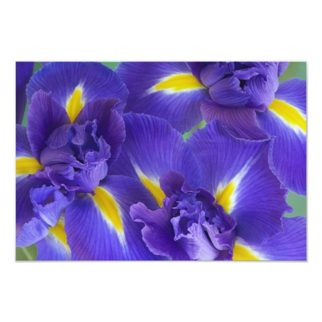 Foto Flores de iris (Frente)