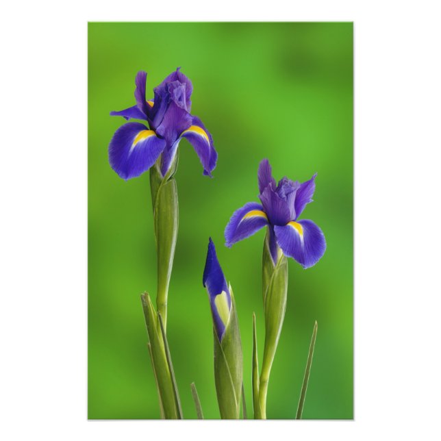 Foto Flores de Iris (Frente)