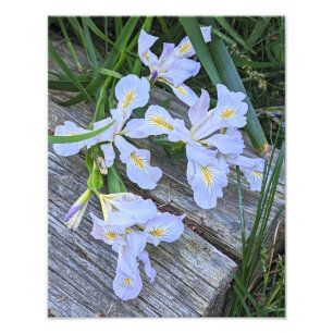 Foto Flores de Iris Morado Pálido