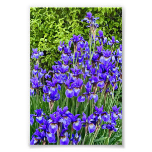 Foto Flores De Iris Púrpura Cerca De La Acera