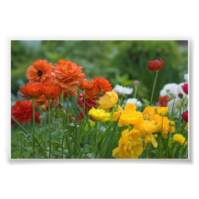 Foto Flores de jardín (Frente)