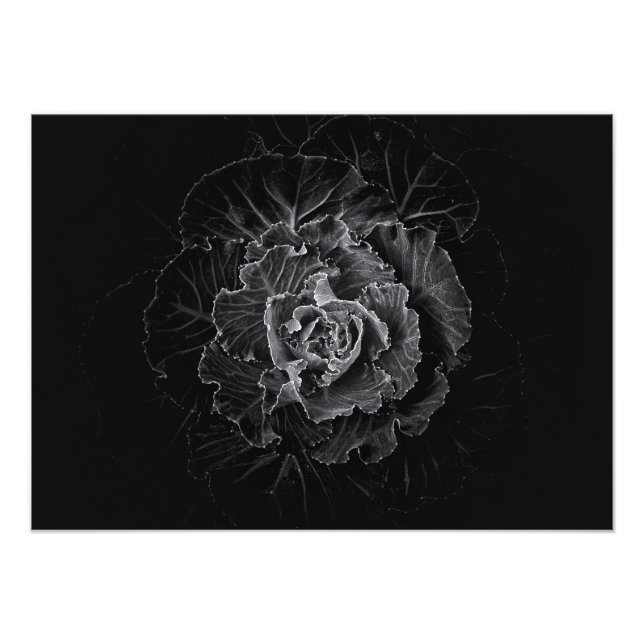 Foto Flores de jardín en blanco y negro nº 100 (Frente)