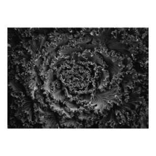 Foto Flores de jardín en blanco y negro nº 107