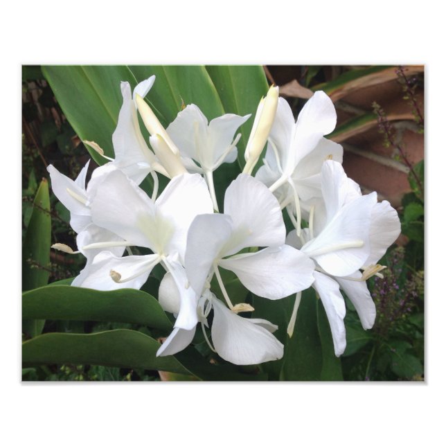 Foto Flores de jengibre blanco (Frente)
