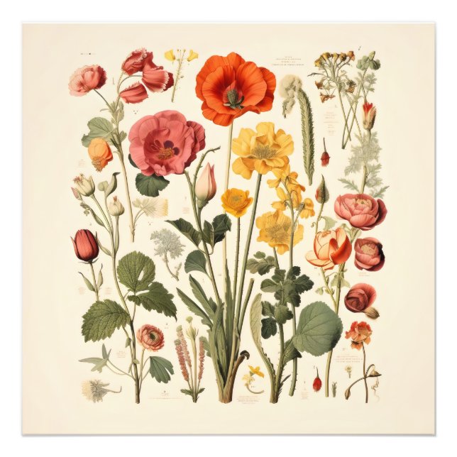 Foto Flores de la vieja escuela (Frente)