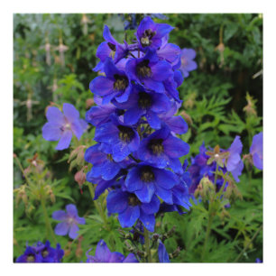 Foto Flores de Larkspur de Nuttall
