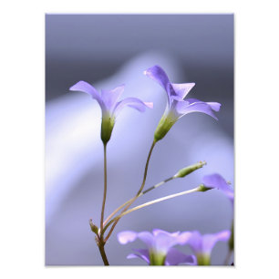 Foto Flores de lavanda