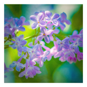 Foto Flores de Lilac Púrpura