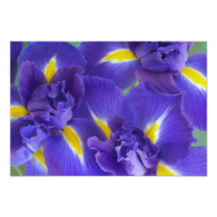 Foto flores de lirio