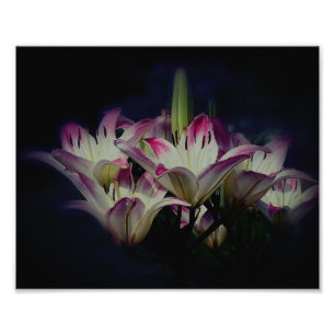 Foto Flores De Lirio Blanco Y Rojo 8x10