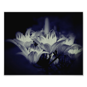 Foto Flores De Lirio En Blanco Y Negro 8x10