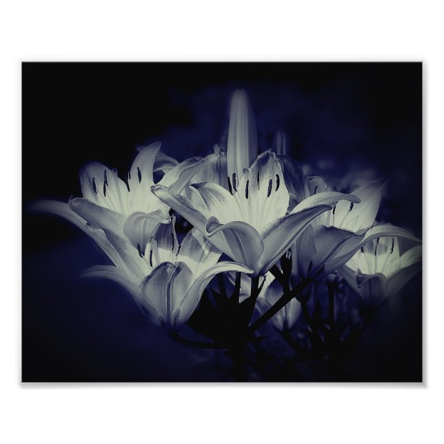Foto Flores De Lirio En Blanco Y Negro 8x10 (Frente)