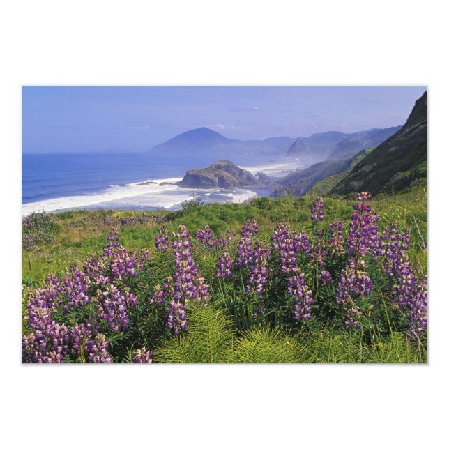 Foto Flores de lupino y costa accidentada a lo largo (Frente)