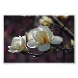 Foto Flores de Magnolia/Flores blancas