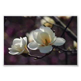 Foto Flores de Magnolia/Flores blancas