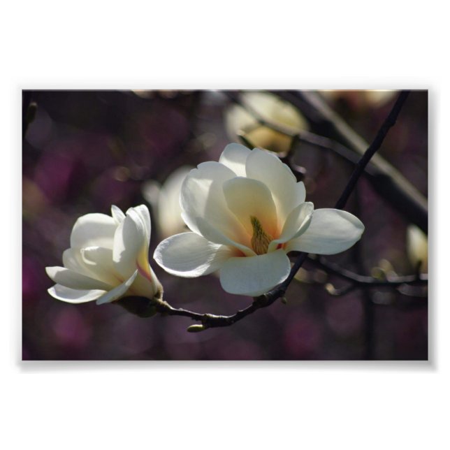 Foto Flores de Magnolia/Flores blancas (Frente)