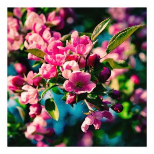 Foto Flores de manzana de cangrejo rosa